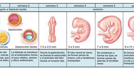 Timeline: Desarrollo embrionario