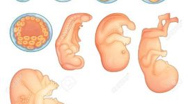 Timeline: DESARROLLO EMBRIONARIO