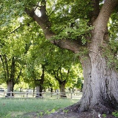 Timeline: maquina de sonidos