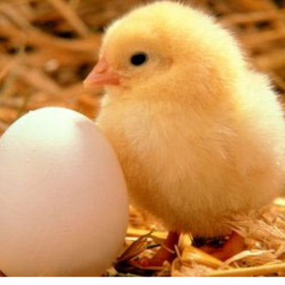 Timeline: Hatching Chicken Eggs