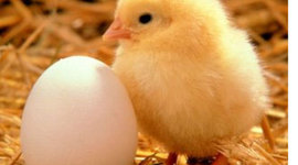 Timeline: Hatching Chicken Eggs