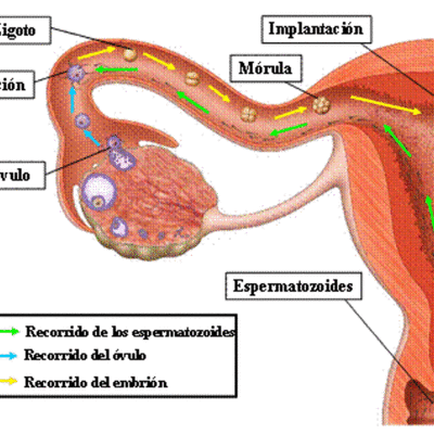 Timeline: DESARROLLO EMBRIONARIO