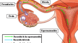 Timeline: DESARROLLO EMBRIONARIO