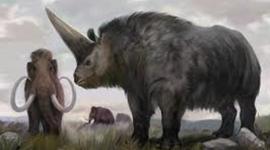 Timeline: animales etintos