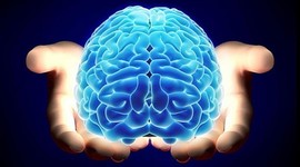 Timeline: EVOLUCION DE EL CEREBRO