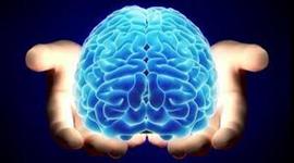 Timeline: Evolución Del Cráneo Cerebral