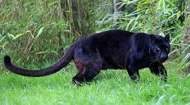 Timeline: Block1 Purvis KeShawn