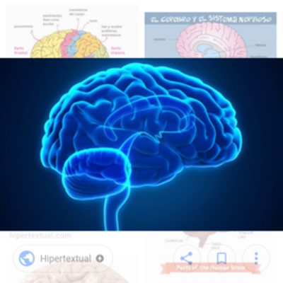 Timeline: Línea de tiempo del CEREBRO