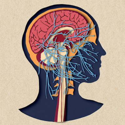 Timeline: LA EVOLCION DEL CEREBRO