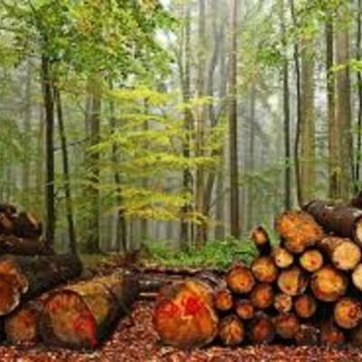 Timeline: HISTORIA DE LA MADERA