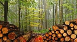 Timeline: HISTORIA DE LA MADERA