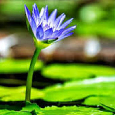 Timeline: fases del crecimiento de platas