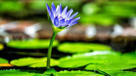 Timeline: fases del crecimiento de platas