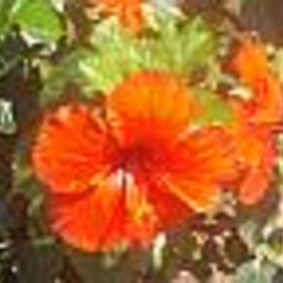 Timeline: B4_Ariel_K._Bree_M._ part 2