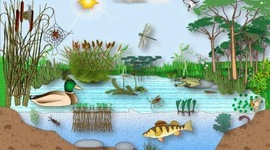 Timeline: COMO HAN CAMBIADO LOS ECOSISTEMAS