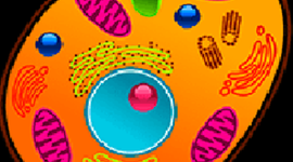 Timeline: PROYECTO DE AULA LA CÉLULA.