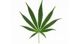 Timeline: La historia de la marihuana