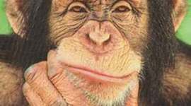 Timeline: Chimpanzee endangerment