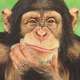 Chimpanzee thinking poster