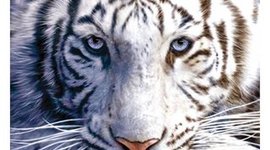 Timeline: White Tiger