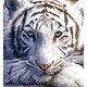 White tiger poster