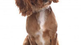 Timeline: EVOLUCION DEL INTERNET