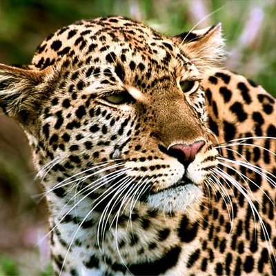 Timeline: Amur Leopard