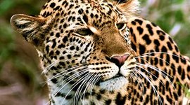 Timeline: Amur Leopard