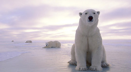 Timeline: Polar Bear Timeline