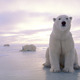 Species brink 09 polar bear