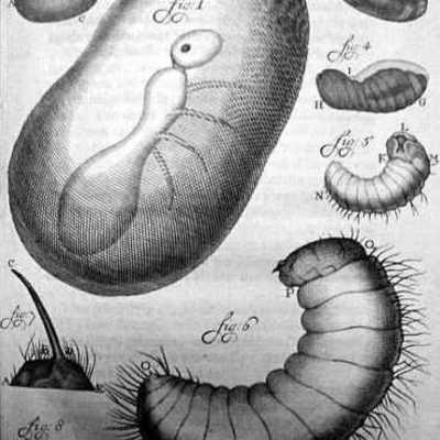Timeline: Cazadores de microbios