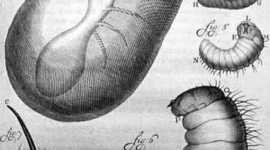 Timeline: Cazadores de microbios