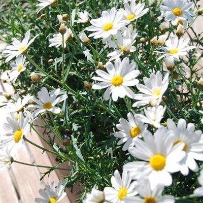 Timeline: Synnipäevad