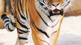 Timeline: The Tiger
