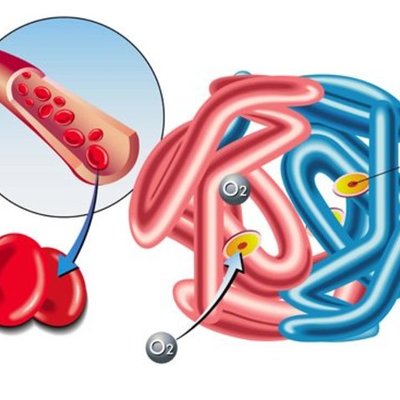 Timeline: Metabolismo de la hemoglobina