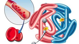 Timeline: Metabolismo de la hemoglobina