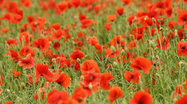 Timeline: Chronologie 1