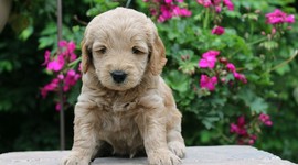 Timeline: Bentleys Life