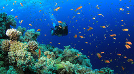 Timeline: Scuba Diving