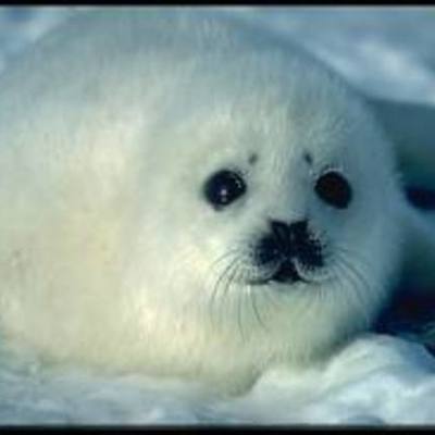 Timeline: Harp Seal History