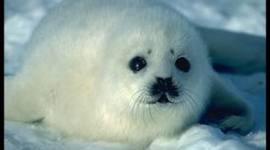 Timeline: Harp Seal History