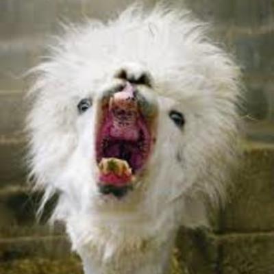 Timeline: The Alpaca