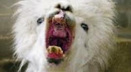 Timeline: The Alpaca