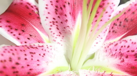 Timeline: unit 2 key terms