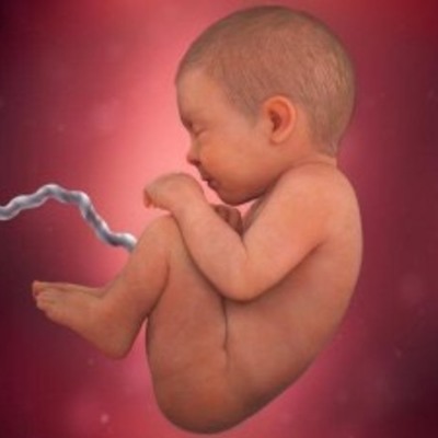 Timeline: Fetal Development Timeline_Zoe McDermott