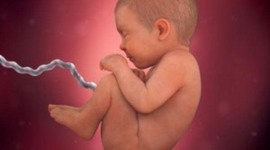 Timeline: Fetal Development Timeline_Zoe McDermott