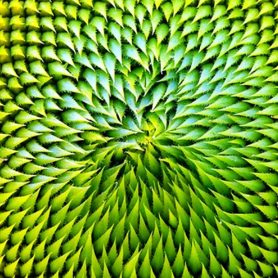 Timeline: Biomímesis