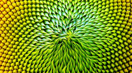 Timeline: Biomímesis