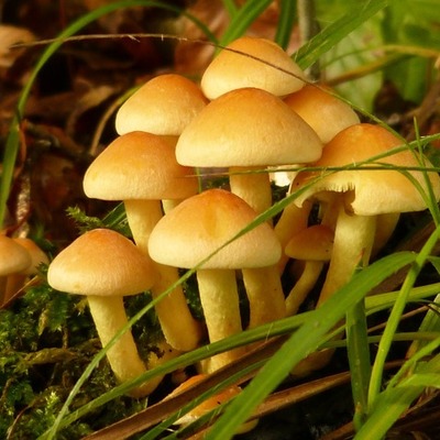 Timeline: Historia de la Micología