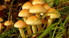 Timeline: Historia de la Micología